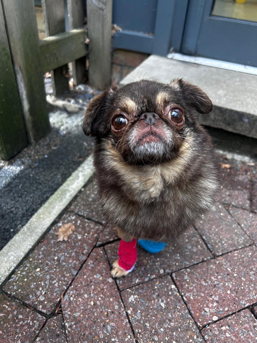 Chilli looking alert and full of personality.