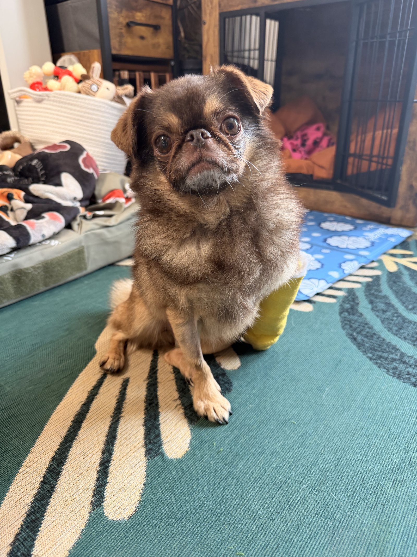 Chilli sitting calmly at home.
